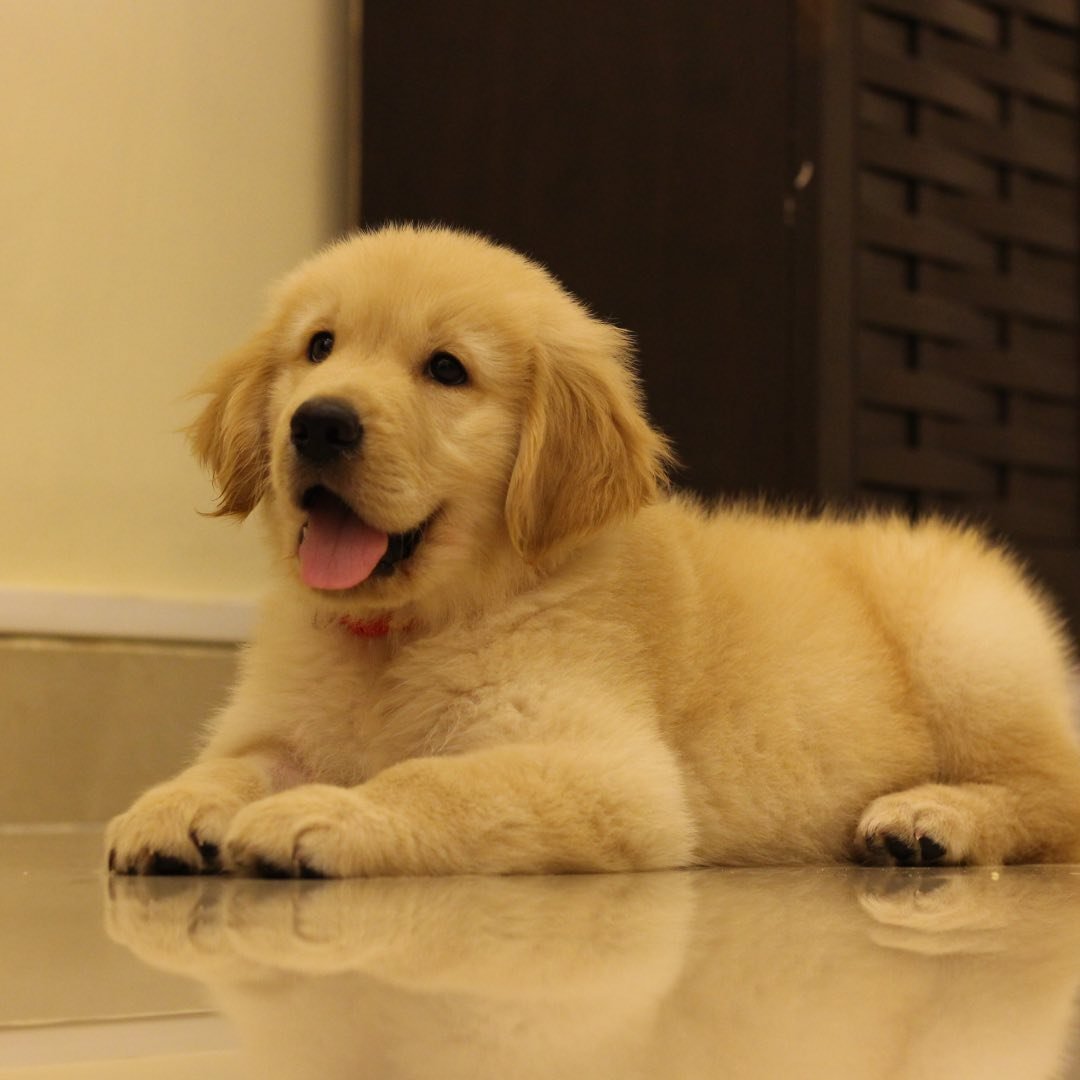 thepawsomelifeofmurphy